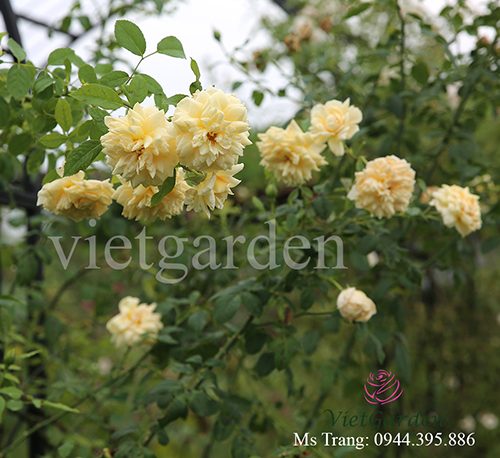 Hình ảnh hoa hồng leo St. Alban rose