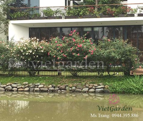 Tư vấn - thiết kế - thi công vườn hồng