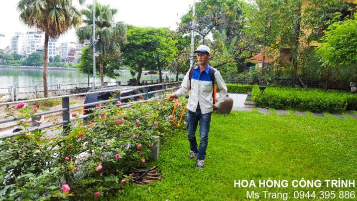 Dịch vụ chăm sóc sân vườn tại nhà