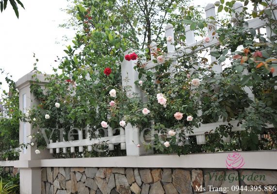 Tư vấn - thiết kế - thi công vườn hồng