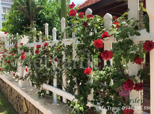 Tư vấn - thiết kế - thi công vườn hồng