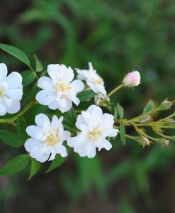 Hoa hồng leo Snow Goose