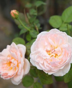 . Hoa hồng ngoại Evelyn