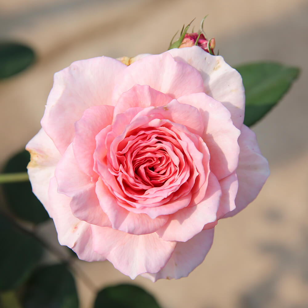 Hoa hồng leo James Galway rose - Top hồng leo David Austin đẹp ...