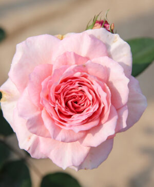 Hoa hồng ngoại James Galway