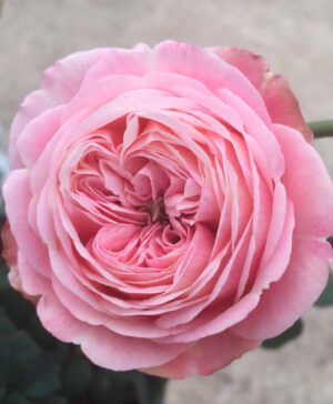 Hoa hồng ngoại Chant rose Misato