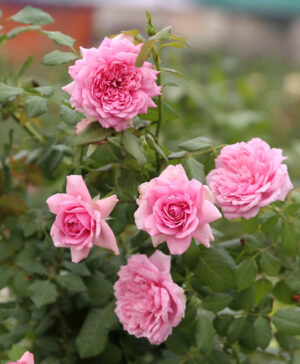 Hoa hồng ngoại Rose Pompadour