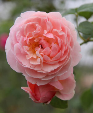 Hoa hồng ngoại Strawberry Hill