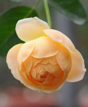 Hoa hồng ngoại Jude The Obscure