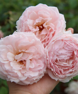 Hoa hồng ngoại The Wedgwood