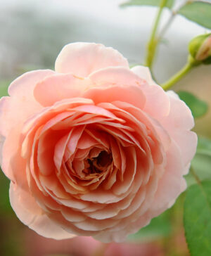 Hoa hồng ngoại Peter Paul Rubens