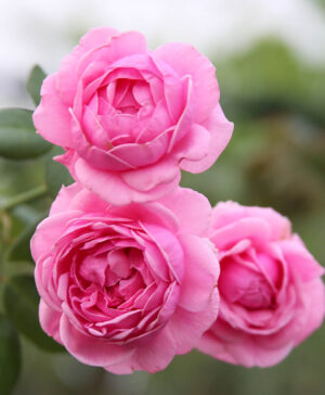 Hoa hồng ngoại Bishop's Castle