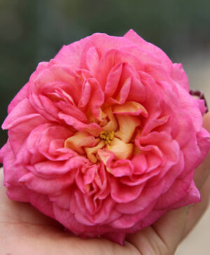 . Hoa hồng ngoại Christopher Marlow