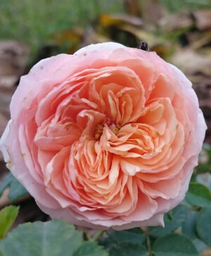 Hoa hồng ngoại Charles De Nervaux