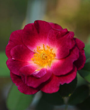 .Hoa hồng ngoại Princess Sibilla De Luxembourg