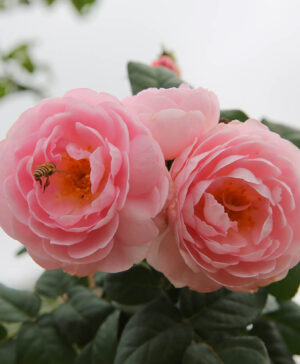 Hoa hồng ngoại Scepter'd Isle