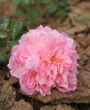 .Hoa hồng ngoại Dames de Chenonceau