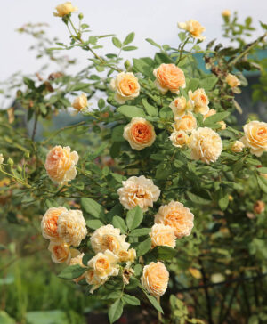 Hoa hồng ngoại Crown Princess Margareta