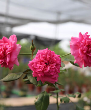 Hoa hồng ngoại Parade