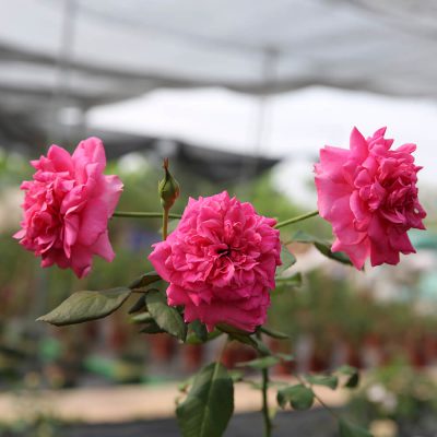 Hoa hồng ngoại Parade