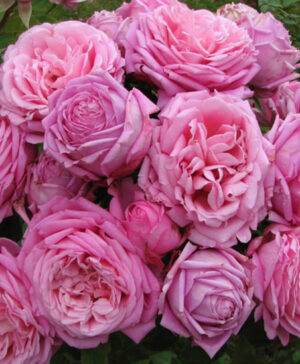 Hoa hồng ngoại Bienvenue