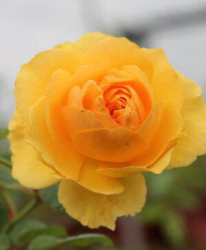 Hoa hồng ngoại Graham Thomas