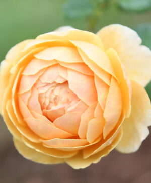 Hoa hồng ngoại Charles Darwin