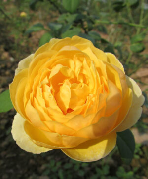 Hoa hồng ngoại Charlotte