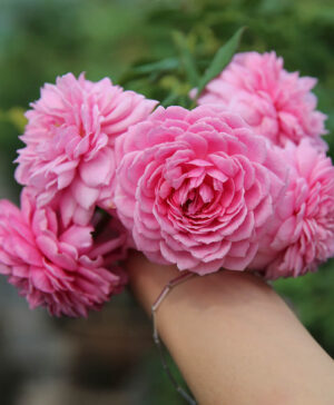 . Hoa hồng ngoại Huntington