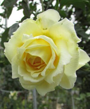 Hoa hồng ngoại St Alban