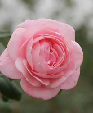 .Hoa hồng ngoại Nahema