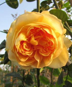 .Hoa hồng ngoại Golden Celebration