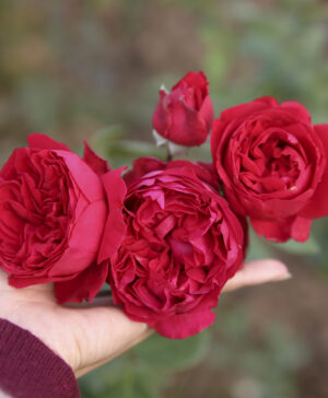 Hoa hồng ngoại Red Eden