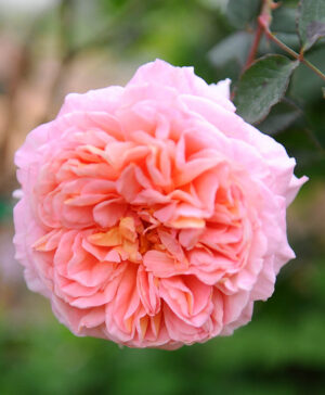 Hoa hồng ngoại Abraham Darby
