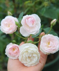 Hoa hồng leo Phớt hồng Đà Lạt