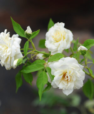 Hoa hồng Leo trắng Đà Lạt