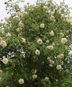 Hoa hồng cổ Bạch Xếp