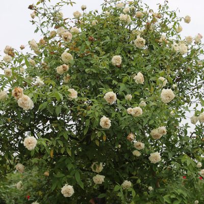 Hoa hồng cổ Bạch Xếp