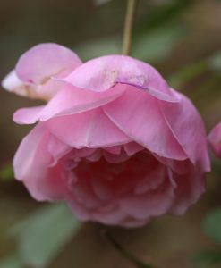 Hoa hồng Điều cổ