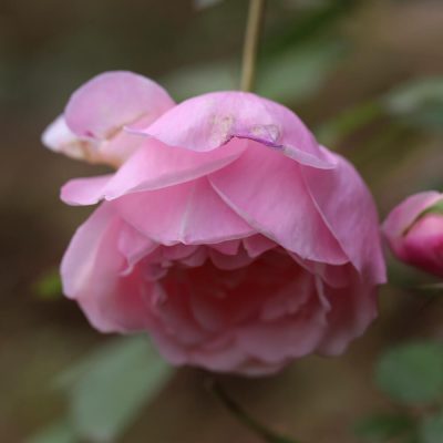 Hoa hồng Điều cổ