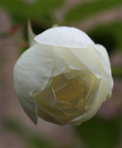 Hoa hồng cổ Bạch Ho