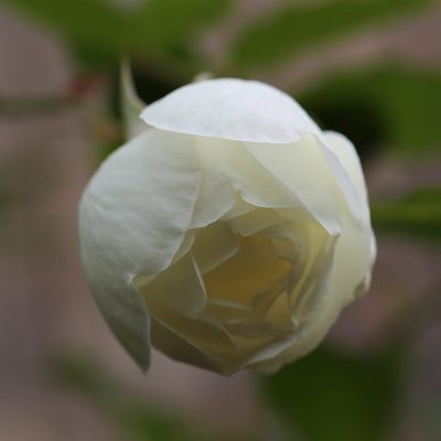 Hoa hồng cổ Bạch Ho