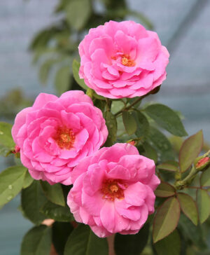 Hoa hồng cổ Son Môi