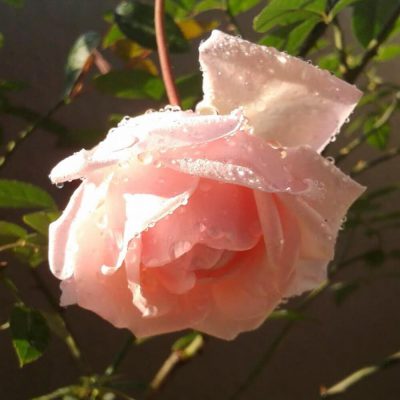 hoa hồng Đào cổ