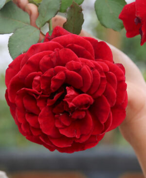 Hoa hồng Leo đỏ Hải Phòng