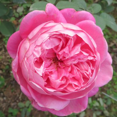 Hoa hồng cổ Sapa