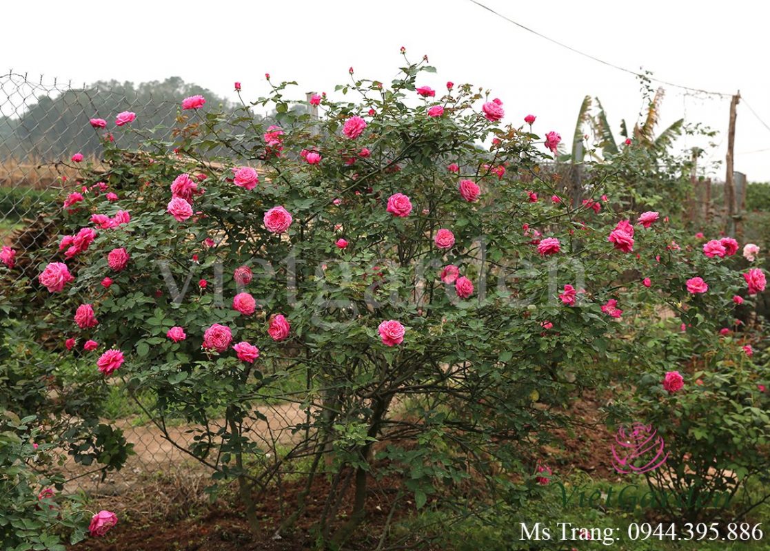 Vườn hồng vietgarden