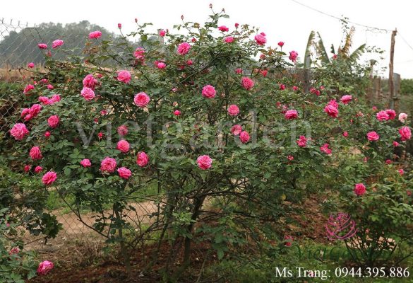 Vườn hồng vietgarden