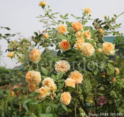 Vườn hồng vietgarden