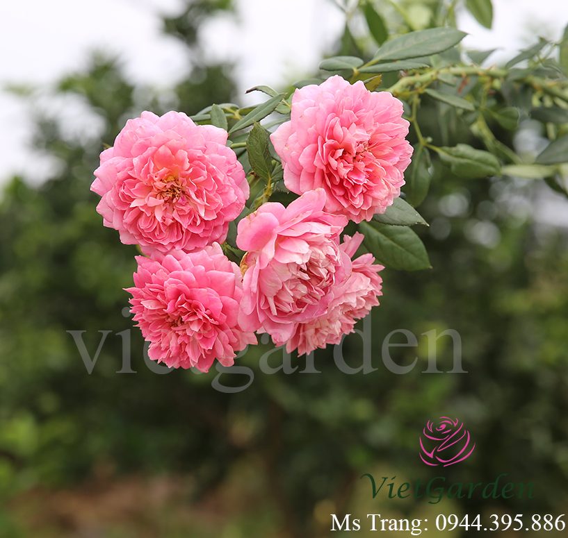Giới thiệu về vườn hoa Vietgarden - Vườn Hoa Việt
